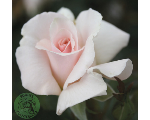 Ros OMNIA GARDEN Rosa 'Peafanfare' A Whiter Shade Of Pale (Tehybrid-Gruppen) 5-pack