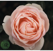 Närbild av en enda, ljusrosa ros