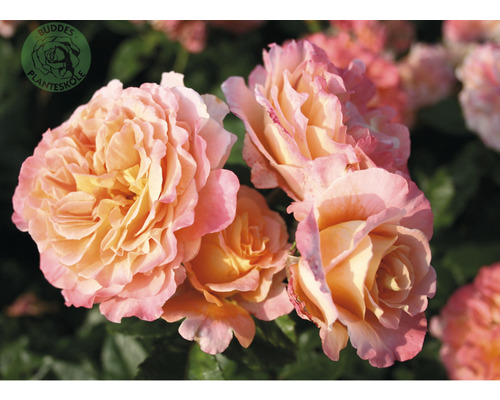 Ros OMNIA GARDEN Rosa Augusta Luise 'Tangust' (Tehybrid-Gruppen) 5-pack