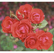 Grupp av röda rosenblommor med knoppar