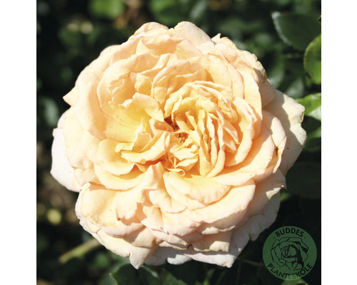 Ros OMNIA GARDEN Rosa Carl Nielsen (Tehybrid-Gruppen) 5-pack