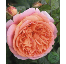 Närbild av en orange ros med blomknoppar