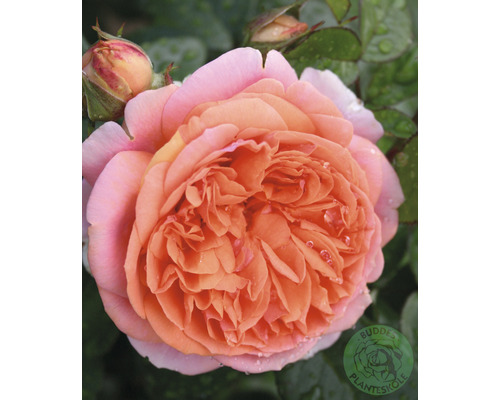 Buskros OMNIA GARDEN Rosa Chippendale (Moderna Buskros-Gruppen) 10-pack