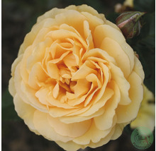 Ros OMNIA GARDEN Rosa Amber Queen 'Harroony' (Floribunda-Gruppen)5-pack