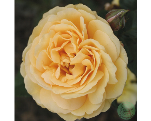 Ros OMNIA GARDEN Rosa Amber Queen 'Harroony' (Floribunda-Gruppen) 1-pack