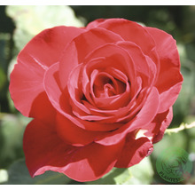 Närbild av en röd förädlad ros med öppen blomma.