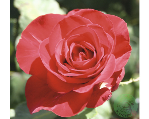 Ros OMNIA GARDEN Rosa Courage 'Poulduff' (Tehybrid-Gruppen) 1-pack