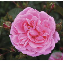 Närbild av en enda, öppen, rosa ros med flera blomknoppar i bakgrunden.