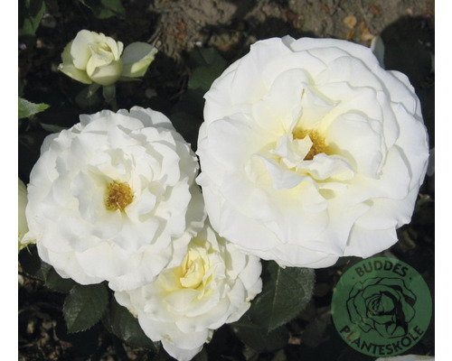 Ros OMNIA GARDEN Rosa Memoire 'Korzuri' (Tehybrid-Gruppen) 5-pack