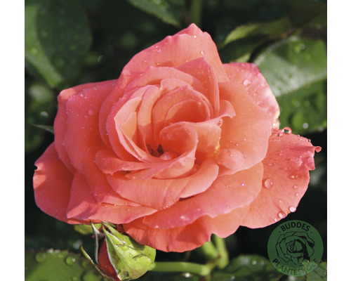 Ros OMNIA GARDEN Rosa Prinsesse Marie (Tehybrid-Gruppen) 10-pack