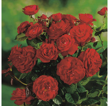 Buske med röda rosenblommor