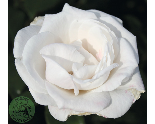 Ros OMNIA GARDEN Rosa Royal Copenhagen (Tehybrid-Gruppen) 1-pack