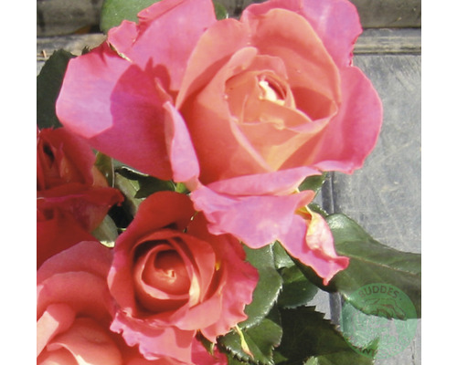 Ros OMNIA GARDEN Rosa 'Thor Heyerdahl' (Tehybrid-Gruppen) 1-pack