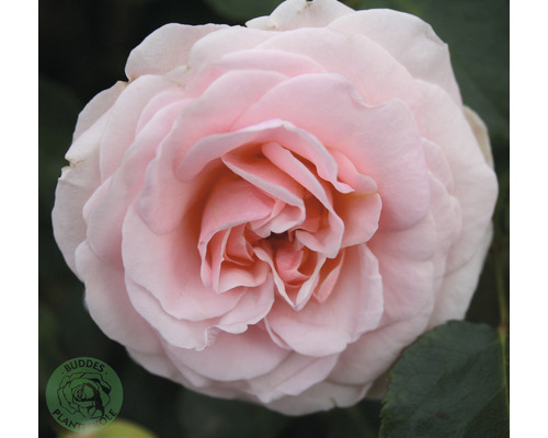 Ros OMNIA GARDEN Rosa Dronning Margrethe 'Poulskov' (Floribunda-Gruppen) 10-pack