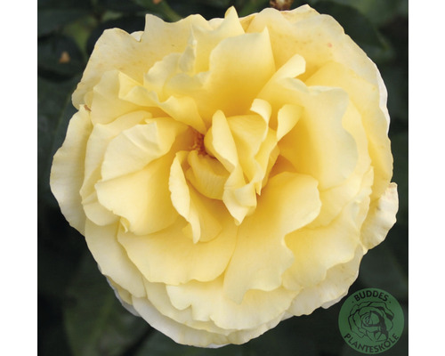 Ros OMNIA GARDEN Rosa Tivoli 150 'Poulduce' (Tehybrid-Gruppen) 5-pack