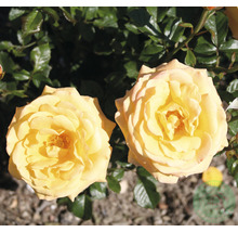 Två gula rosblommor med gröna blad i bakgrunden