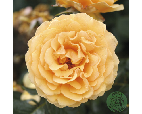 Ros OMNIA GARDEN Rosa Bernstein-Rose 'Taneitber' (Floribunda-Gruppen) 10-pack