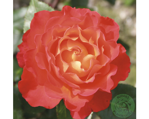 Ros OMNIA GARDEN Rosa 'David® Rosenmager' (Floribunda-Gruppen) 10-pack