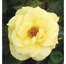 Gul rosblomma