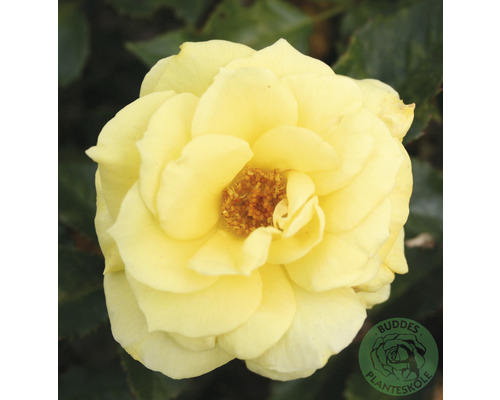 Ros OMNIA GARDEN Rosa FRIESIA® 'Korresia' (Floribunda-Gruppen) 5-pack