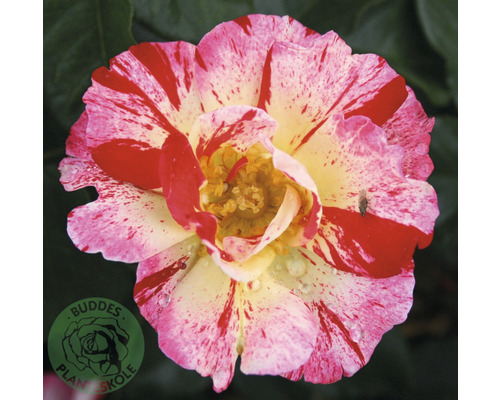 Ros OMNIA GARDEN Rosa Hanky Panky® 'Wektorcent' (Floribunda-Gruppen) 5-pack