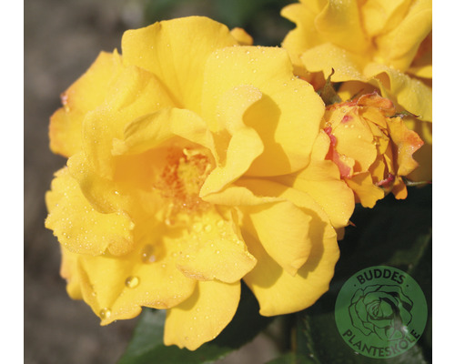 Ros OMNIA GARDEN Rosa Goldmarie 'Korfalt' (Floribunda-Gruppen) 1-pack