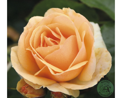 Ros OMNIA GARDEN Rosa Hansestadt Rostock® (Floribunda-Gruppen) 1-pack