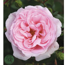 Närbild av en enda, ljusrosa ros med många kronblad