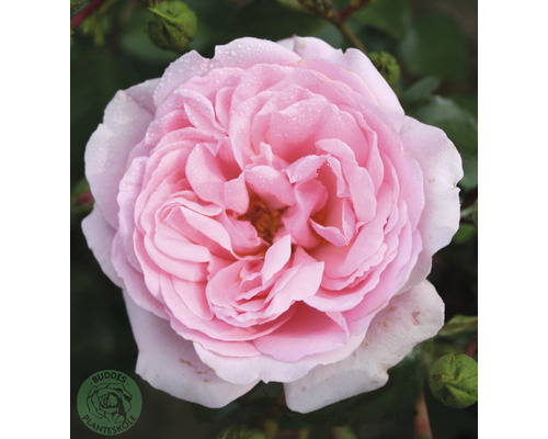 Ros OMNIA GARDEN Rosa Home & Garden 'Korgrasotra' (Floribunda-Gruppen) 10-pack