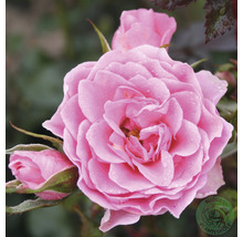 Närbild av en ljusrosa hybrid-te ros med vattendroppar