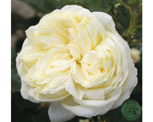 Ros OMNIA GARDEN Rosa Kronprinsesse Mary (Floribunda-Gruppen) 5-pack