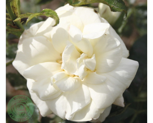 Ros OMNIA GARDEN Rosa 'La Paloma' (Floribunda-Gruppen) 5-pack