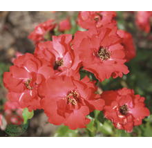 Närbild av röda rabattrosblommor