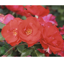 Närbild av röda rabattrosblommor