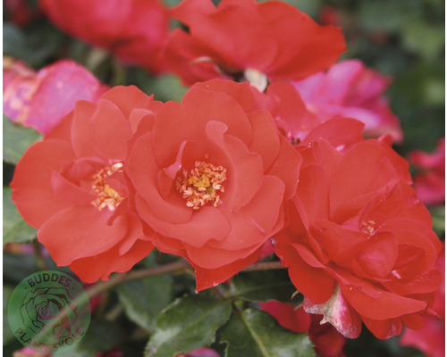 Närbild av röda rabattrosblommor