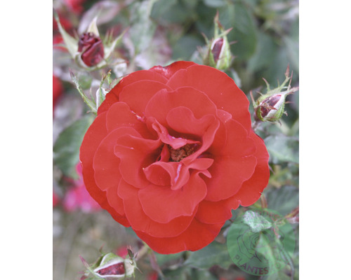 Ros OMNIA GARDEN Rosa H. C. Andersen 'Poulander' (Floribunda-Gruppen) 5-pack