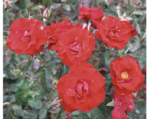 Buske med röda rosenblommor och gröna blad