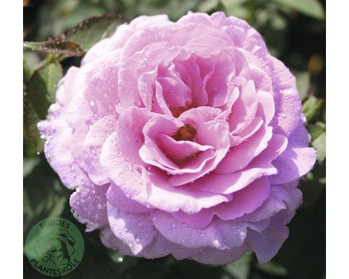 Ros OMNIA GARDEN Rosa Lavender Ice (Floribunda-Gruppen) 5-pack