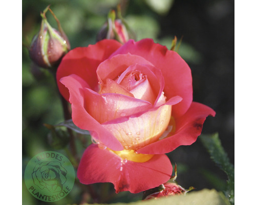 Ros OMNIA GARDEN Rosa Midsummer (Floribunda-Gruppen) 10-pack