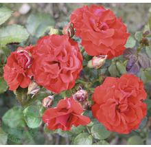 Röda rosenblommor med knoppar på en buske