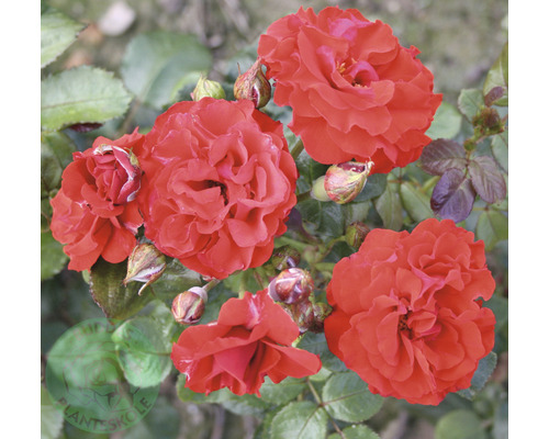 Röda rosenblommor med knoppar på en buske