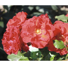 Närbild av röda rosenblommor med gula ståndare