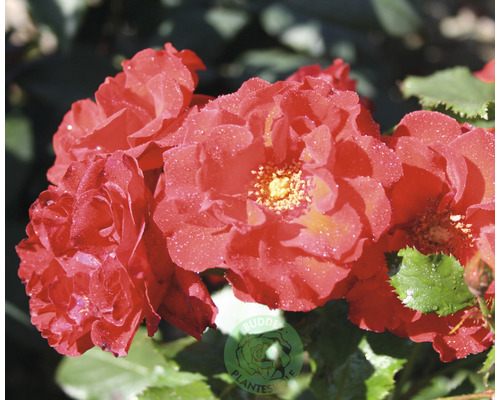 Ros OMNIA GARDEN Rosa Molde 'Tannimoll' (Floribunda-Gruppen) 5-pack