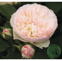 Ros OMNIA GARDEN Rosa Pastella (Floribunda-Gruppen) 1-pack