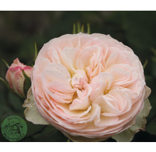 Ros OMNIA GARDEN Rosa Pastella (Floribunda-Gruppen) 1-pack