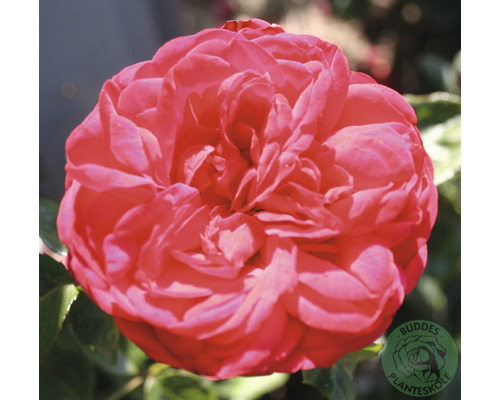 Ros OMNIA GARDEN Rosa Piano (Tehybrid-Gruppen) 1-pack