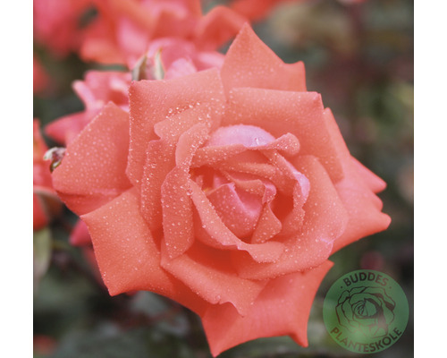 Ros OMNIA GARDEN Rosa Piccolo 'Tanolokip' (Floribunda-Gruppen) 5-pack