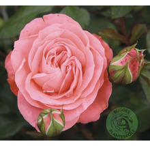 Ros OMNIA GARDEN Rosa Schackenborg 'Pouldron' (Floribunda-Gruppen) 1-pack