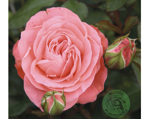 Närbild av en enda rosa ros med två rosenknoppar och Buddens Plantenskole-logotypen