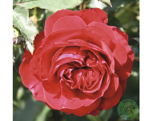 Ros OMNIA GARDEN Rosa Kronborg 'Poultry' (Floribunda-Gruppen) 1-pack